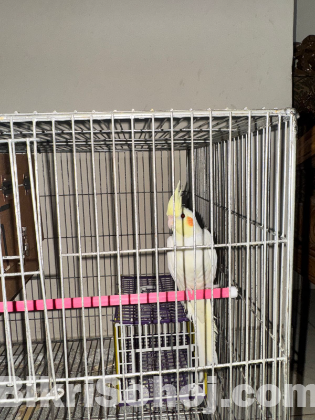 Cockatiel bird and cage